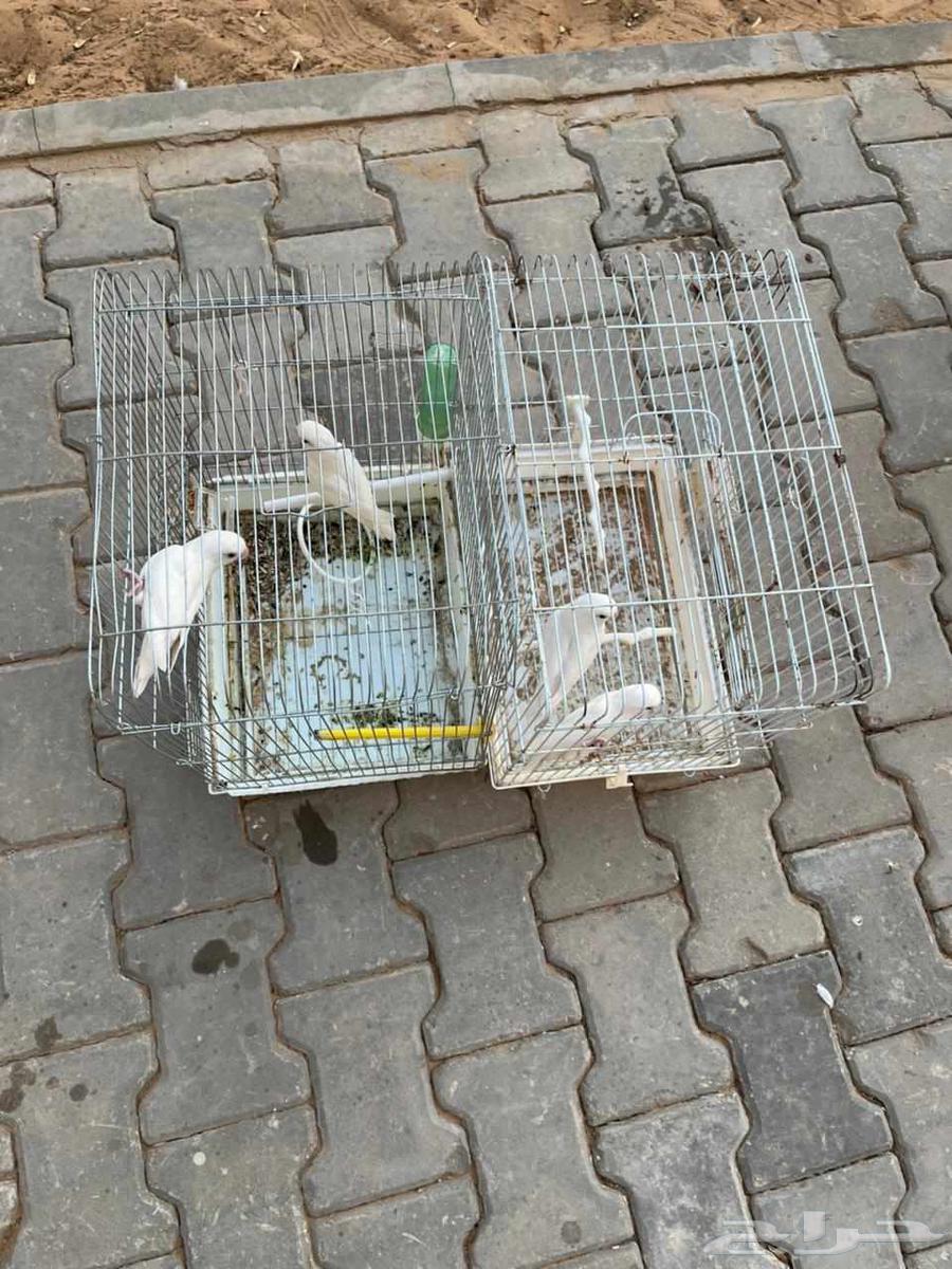 روز بينو للبيع64545245764737113