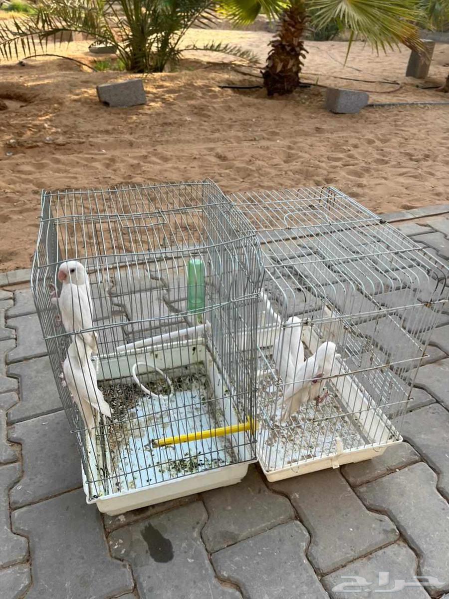 روز بينو للبيع64545245764737110