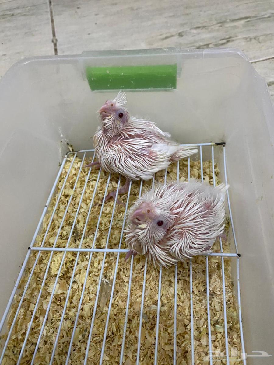 فروخ كروان البينو64545659268354110