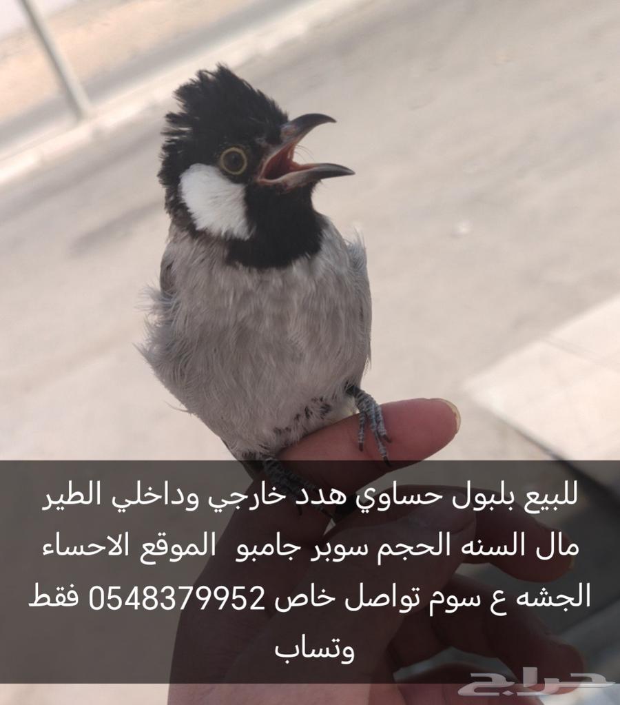 للبيع بلبول حساوي ع سوم الموقع الجشه64557671100419110