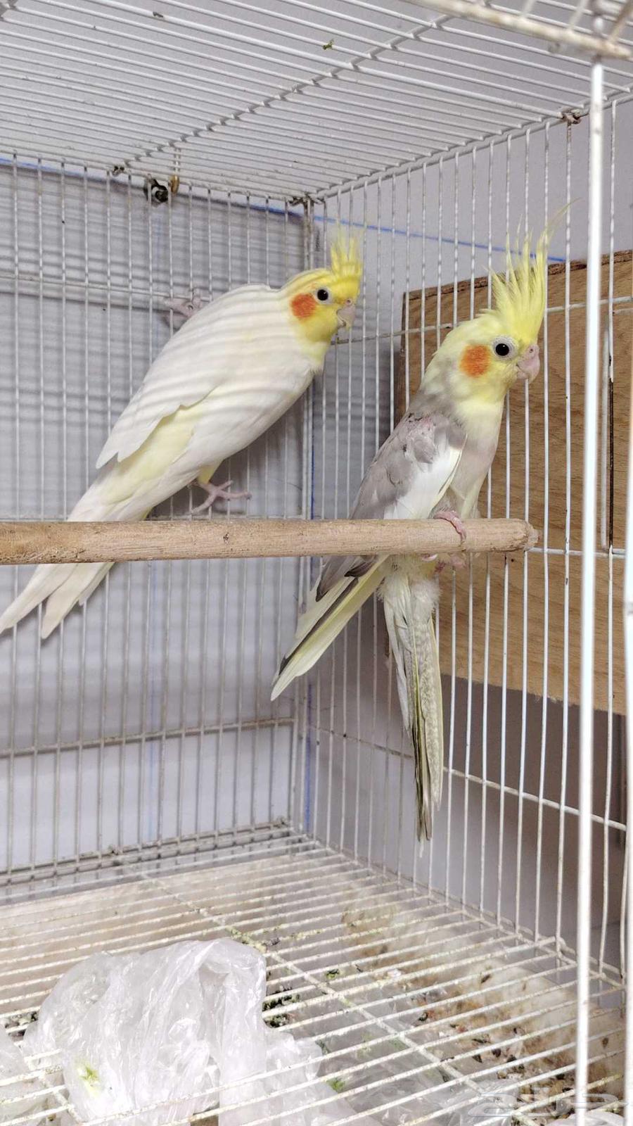 جوز كروان باناجه64558239180417112