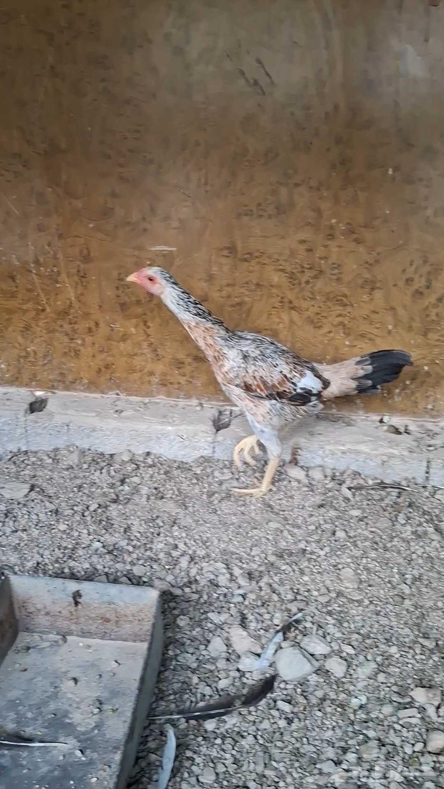 دجاج باكستاني للبيع عمرها 4 شهر64559771381507110