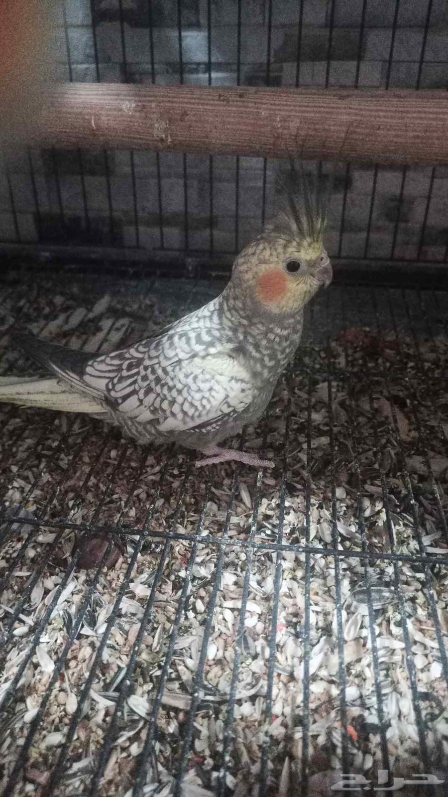 السلام عليكم للبيع كروان العدد 264558919611651110