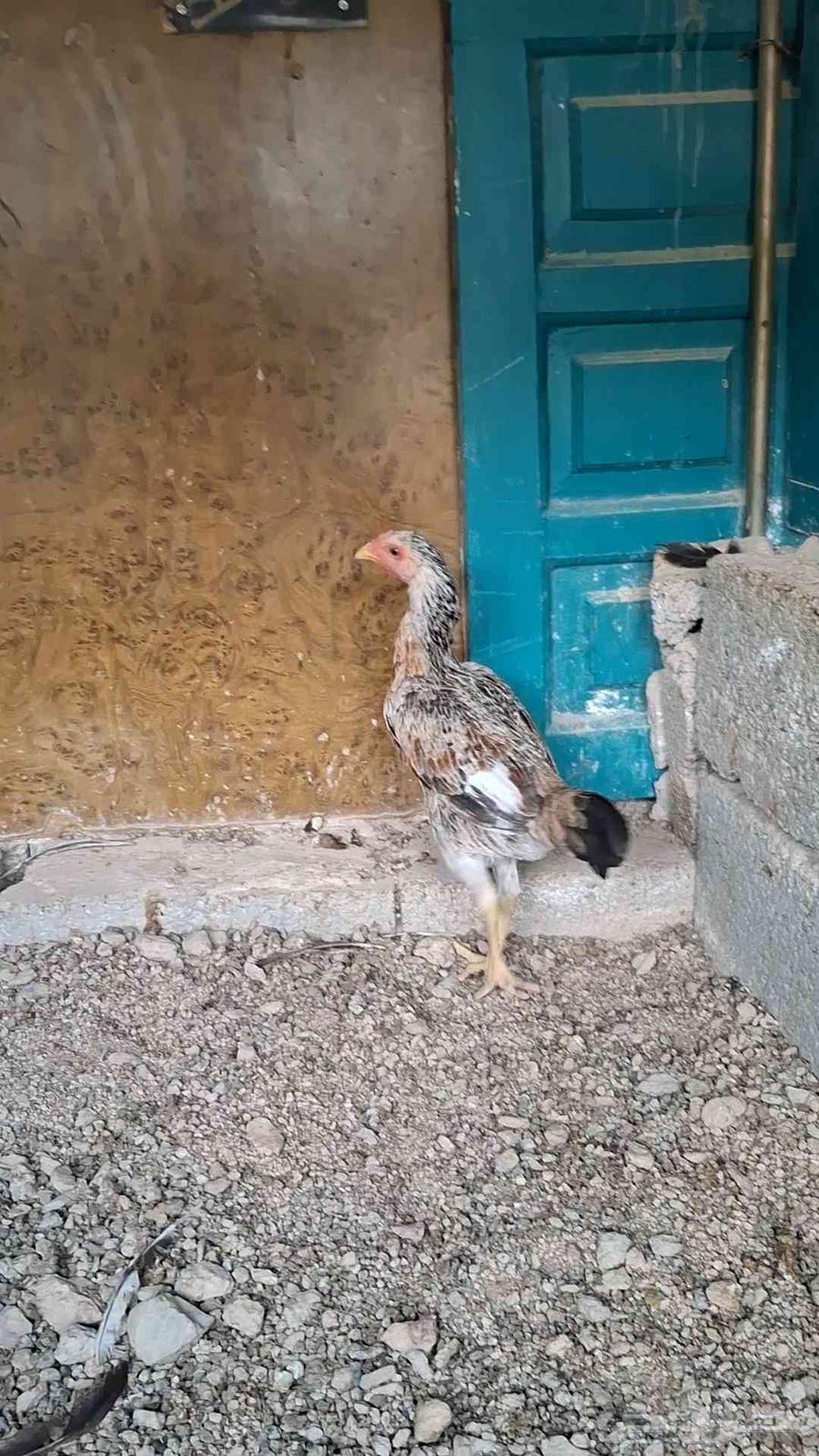 دجاج باكستاني للبيع عمرها 4 شهر64559771381507111