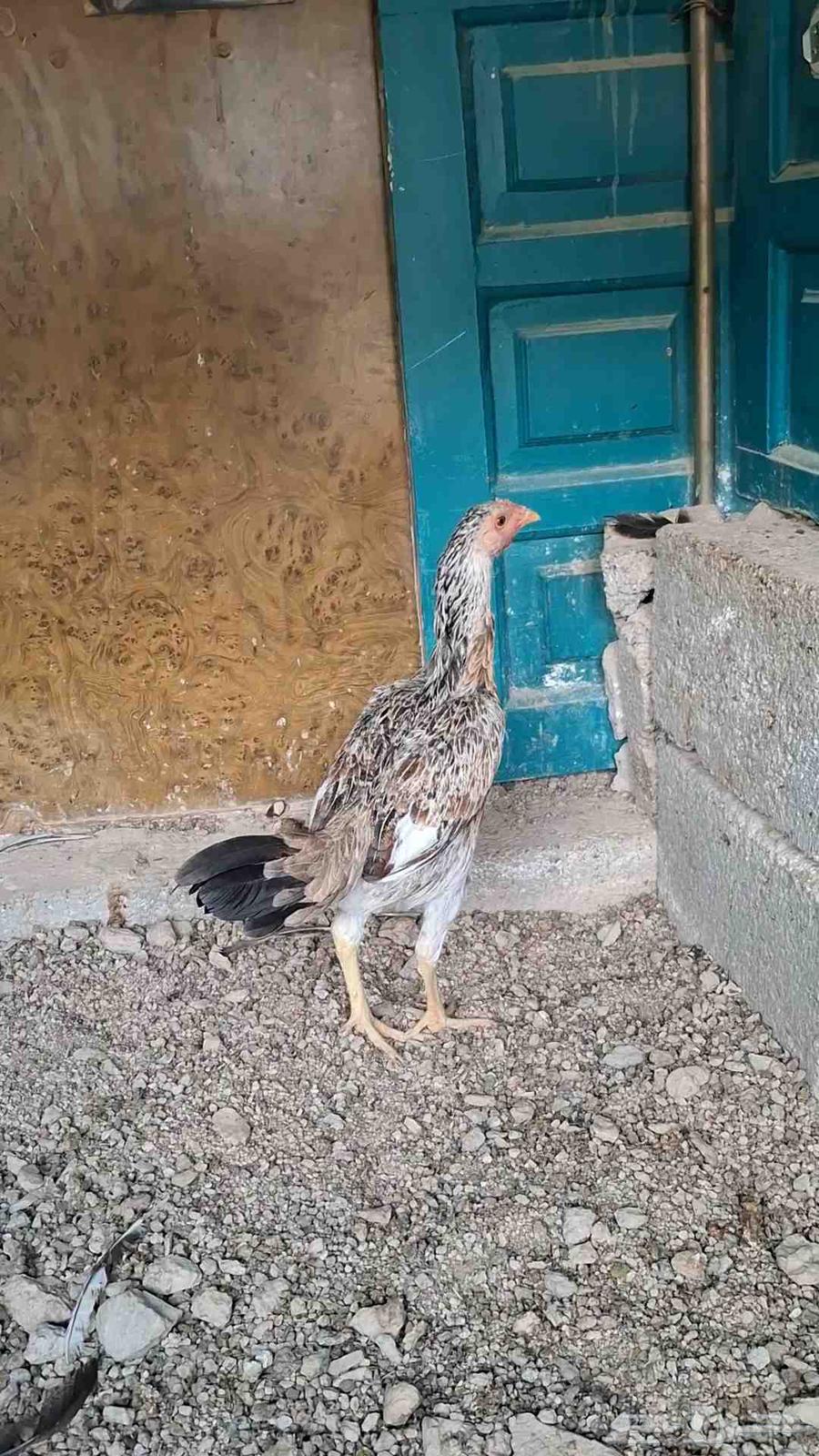 دجاج باكستاني للبيع عمرها 4 شهر64559771381507112