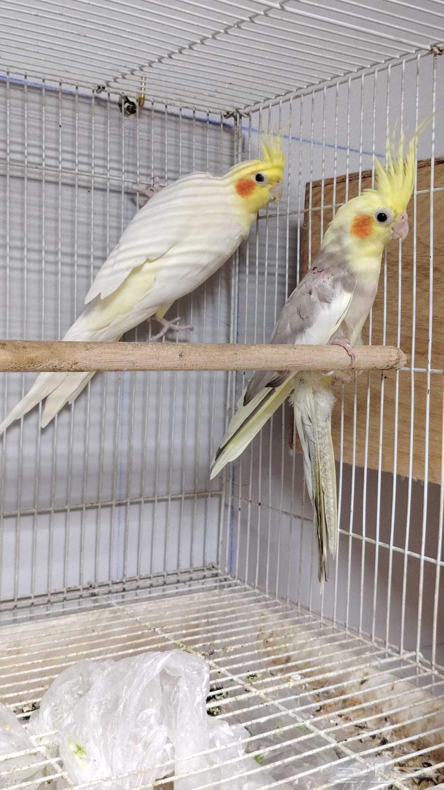 جوز كروان باناجه64558239180417110