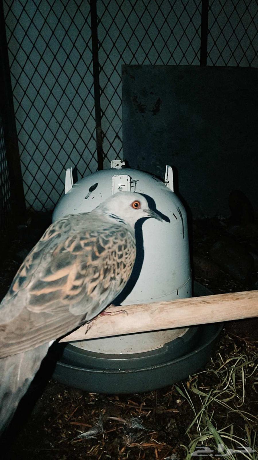 Ducks, quails, and beeswax for sale64553567364738110