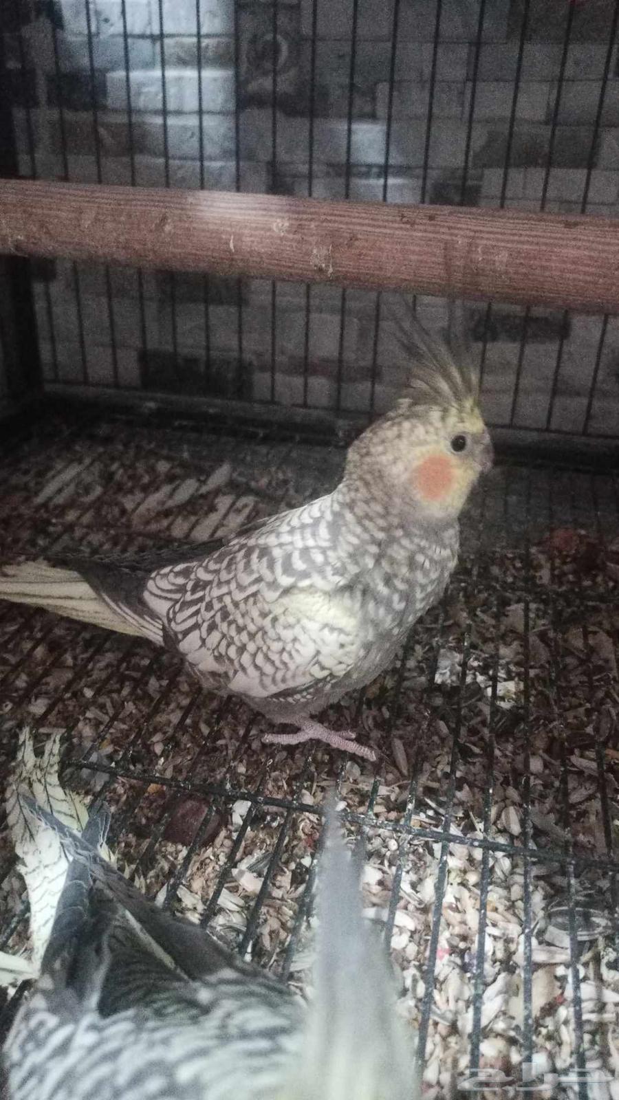 السلام عليكم للبيع كروان العدد 264558919611651112