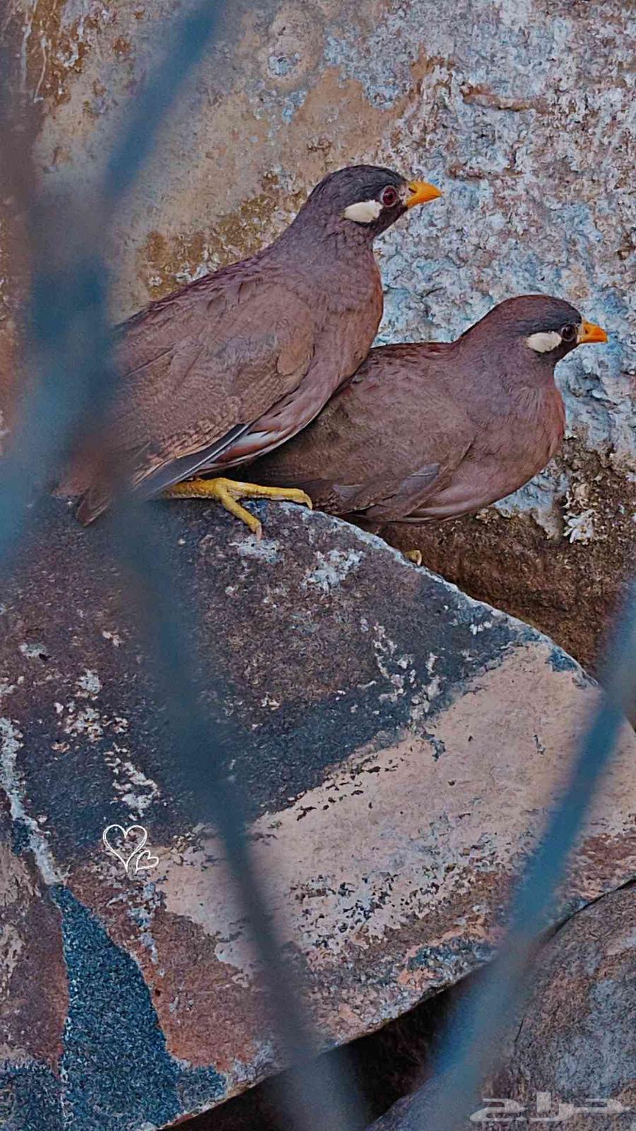 Ducks, quails, and beeswax for sale64553567364738112