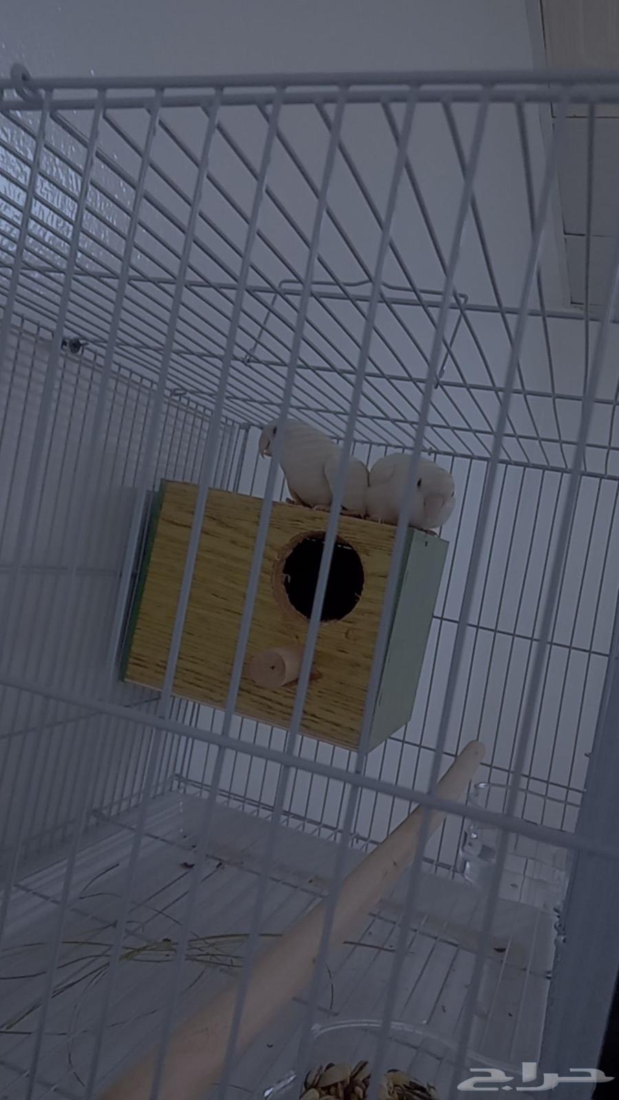 طير الروز البينو جوز مع شبكها ومع شرابه مويه ومحجله64560402839937110