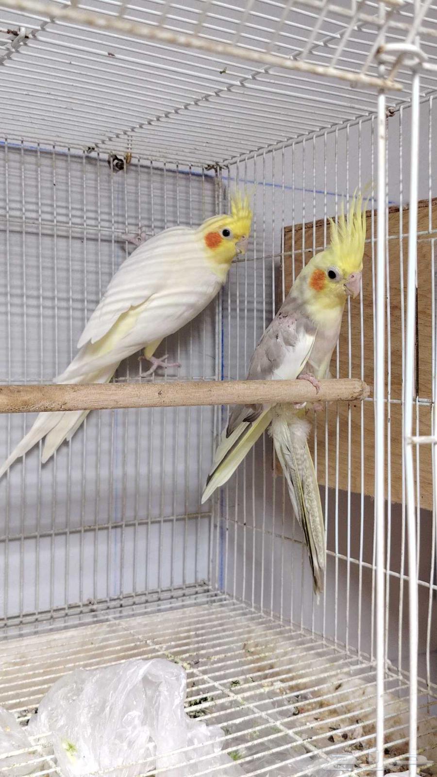 جوز كروان باناجه64558239180417113