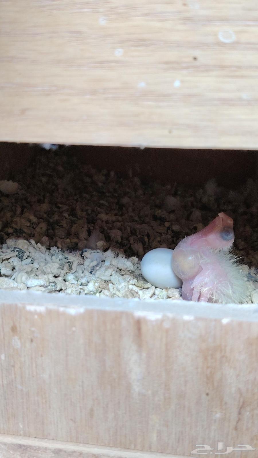 جوز كروان باناجه64558239180417111