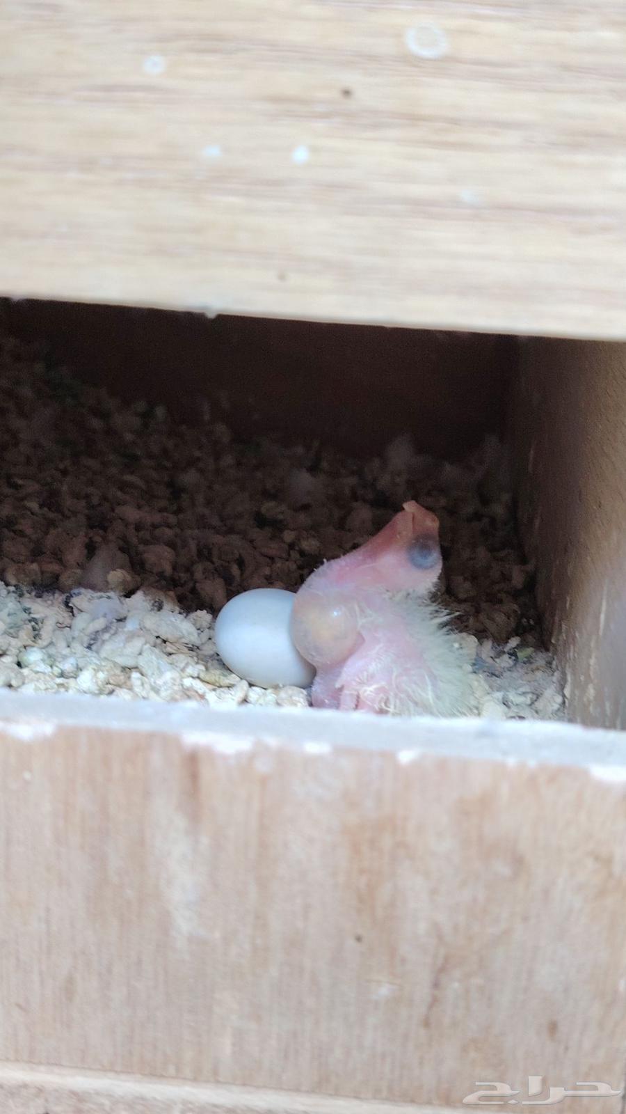 جوز كروان باناجه64558239180417114