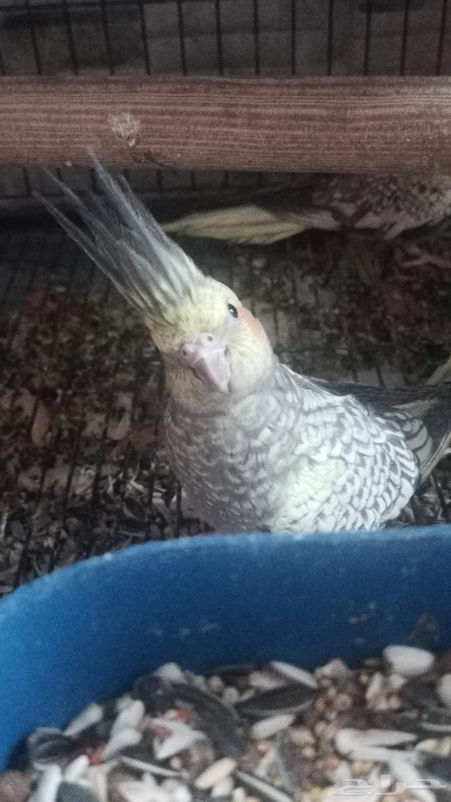 السلام عليكم للبيع كروان العدد 264558919611651111