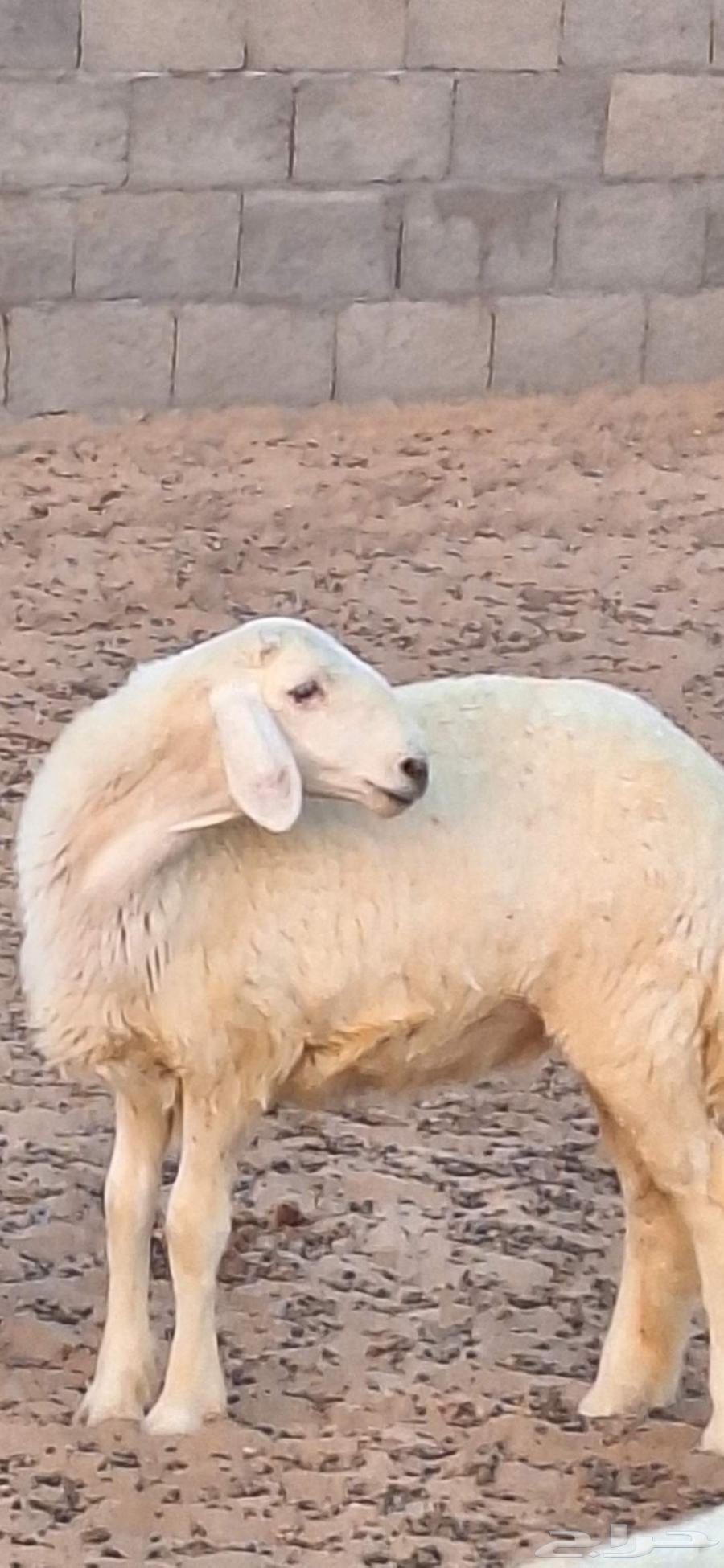 رخال مقاني صنف للبيع64560530329218114