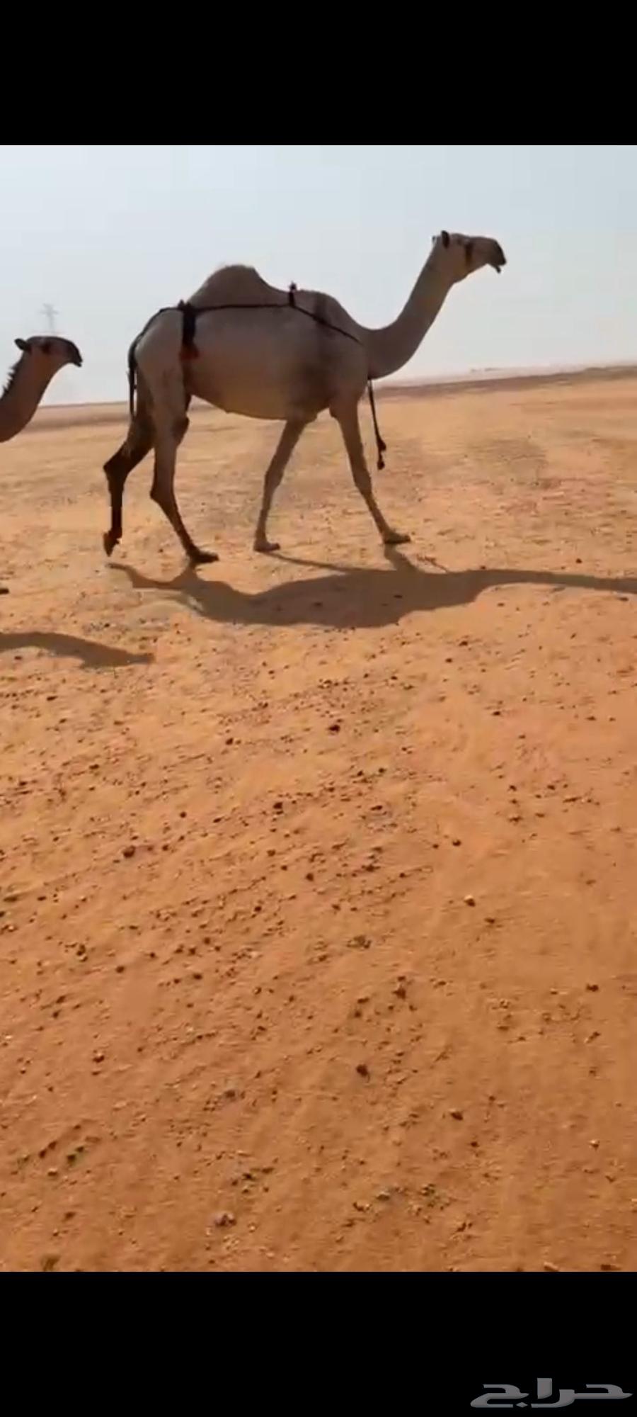 عشرا ثنو رمانيه معها بكره كفو باتليه علا ولد مشاكل ابو عجار64561078075779110