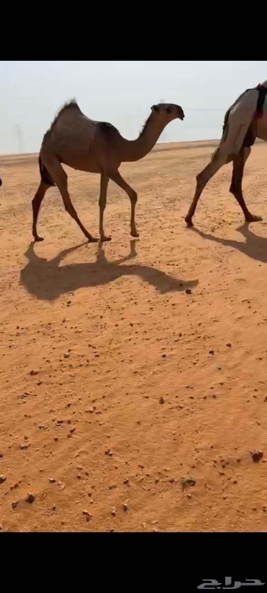 عشرا ثنو رمانيه معها بكره كفو باتليه علا ولد مشاكل ابو عجار64561078075779111