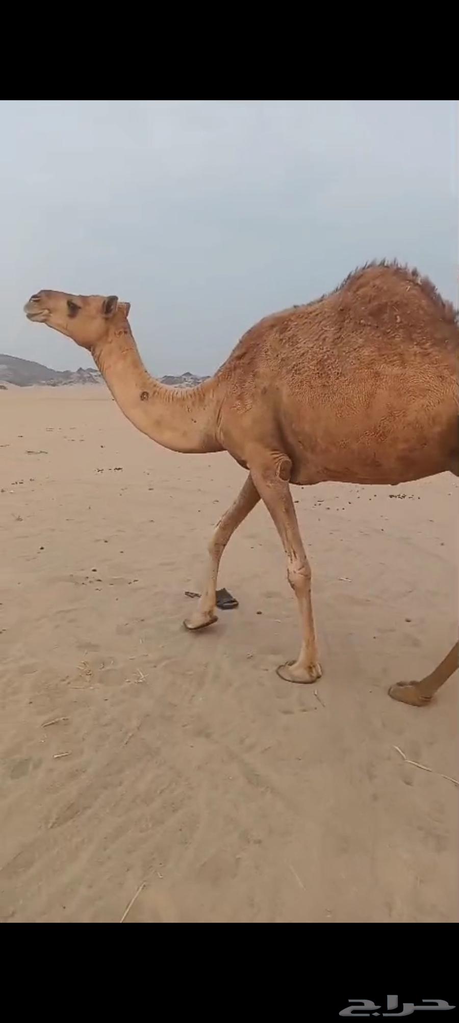 ناقه مبيوع ولدها ب 350064558503085569111