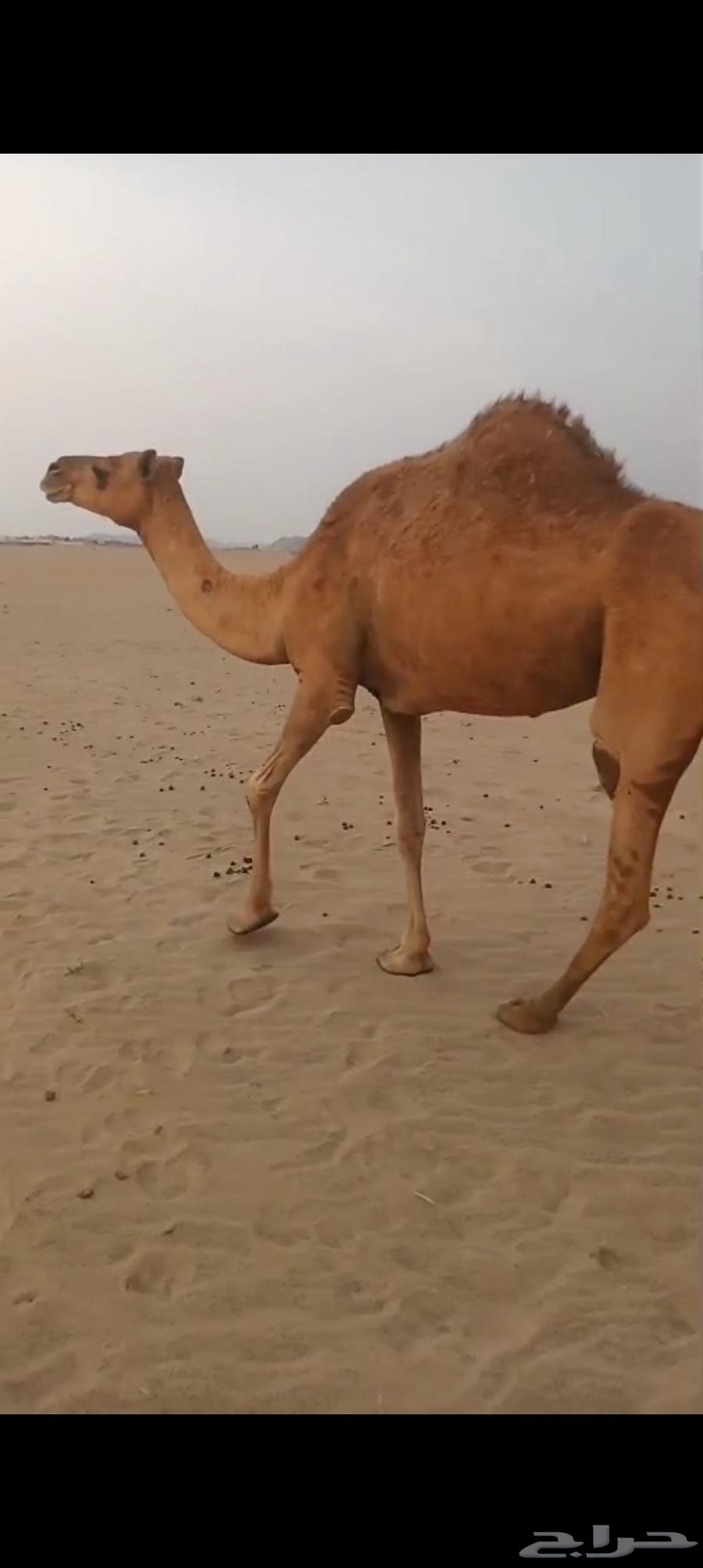 ناقه مبيوع ولدها ب 350064558503085569110