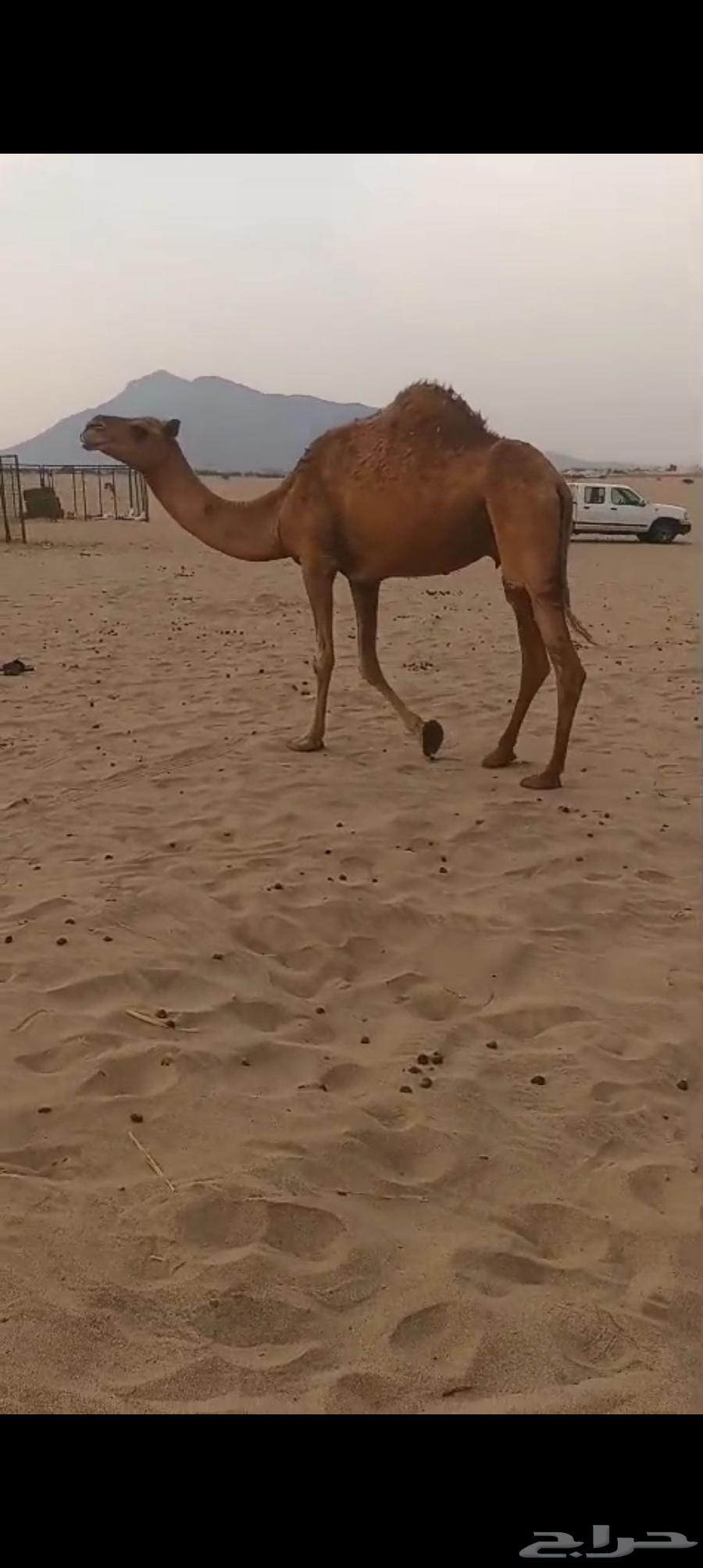 ناقه مبيوع ولدها ب 350064558503085569112