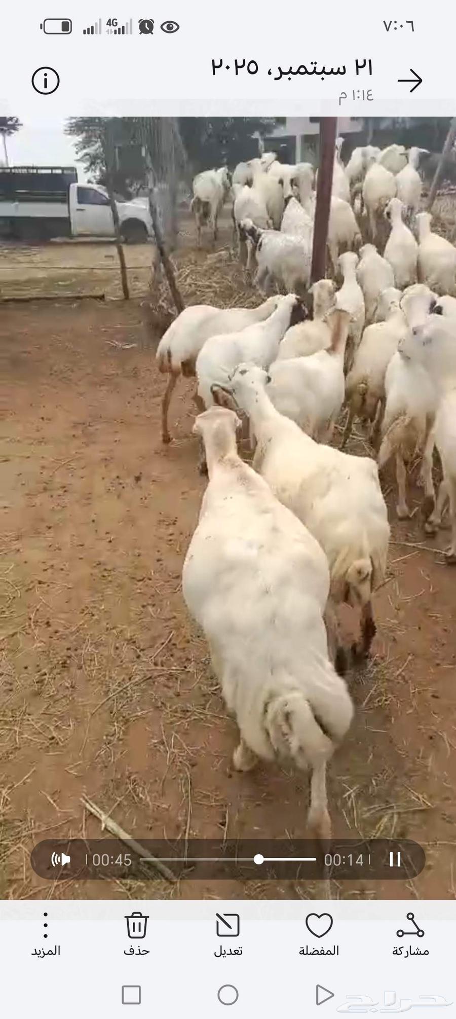 ضان رفيدي أكبر جرم العدد 40 قرايب دفيع64559827465347111