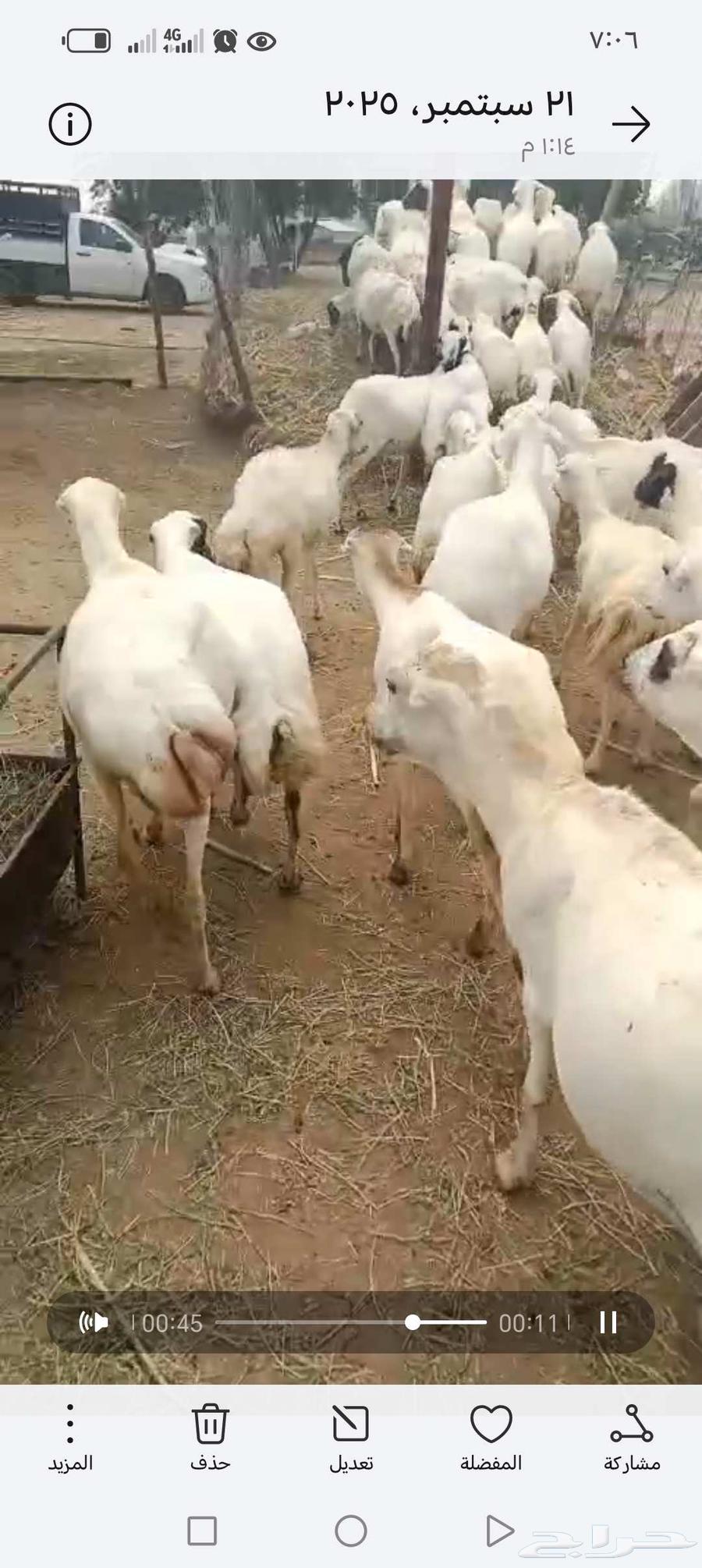 ضان رفيدي أكبر جرم العدد 40 قرايب دفيع64559827465347110