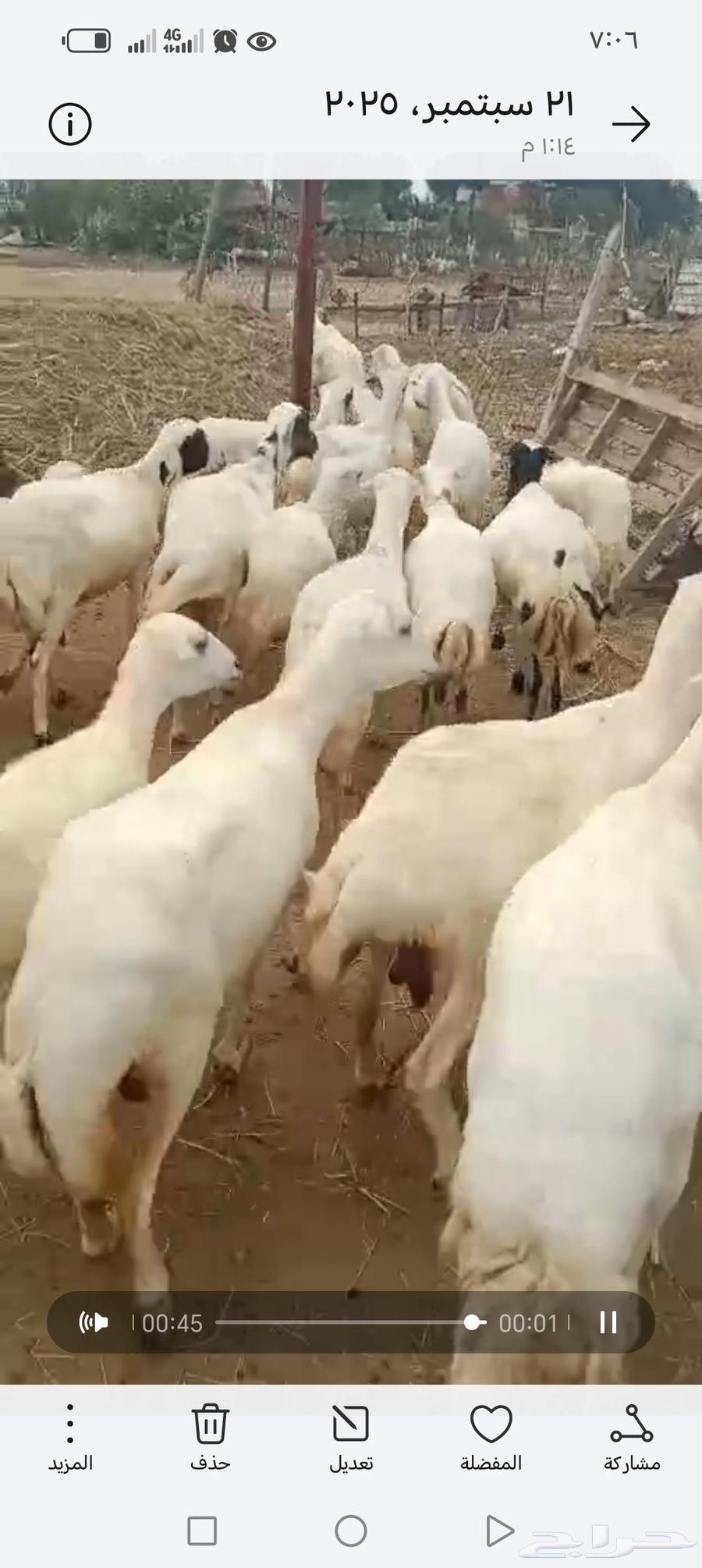 ضان رفيدي أكبر جرم العدد 40 قرايب دفيع64559827465347112