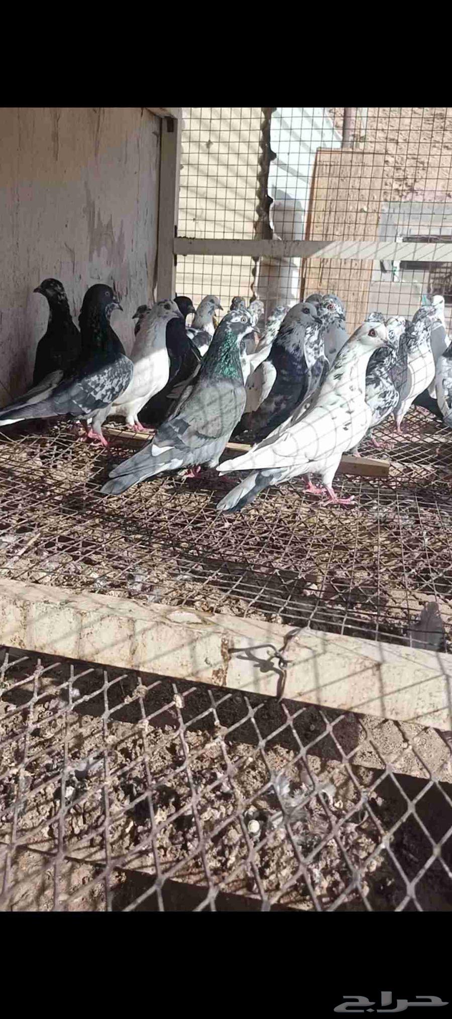 للبيع حمام باكستاني مستويات طيب64555291618049111