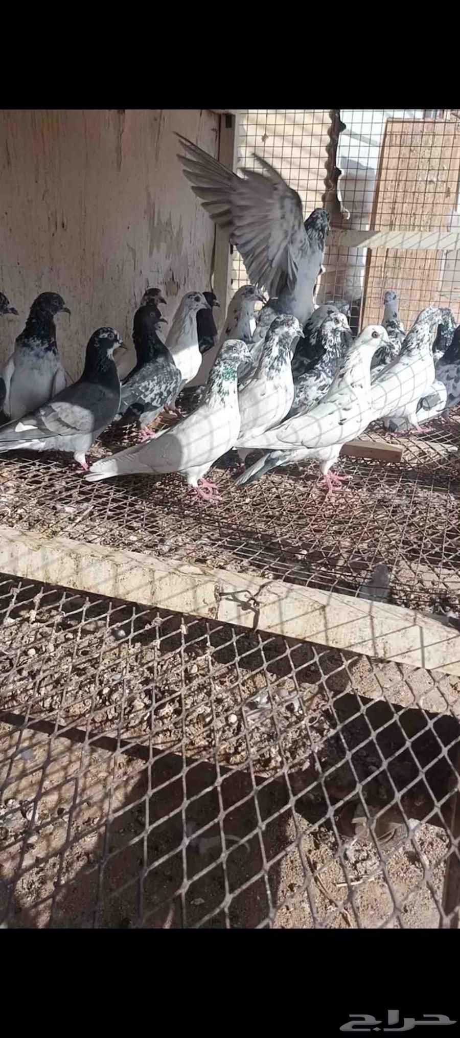 للبيع حمام باكستاني مستويات طيب64555291618049112