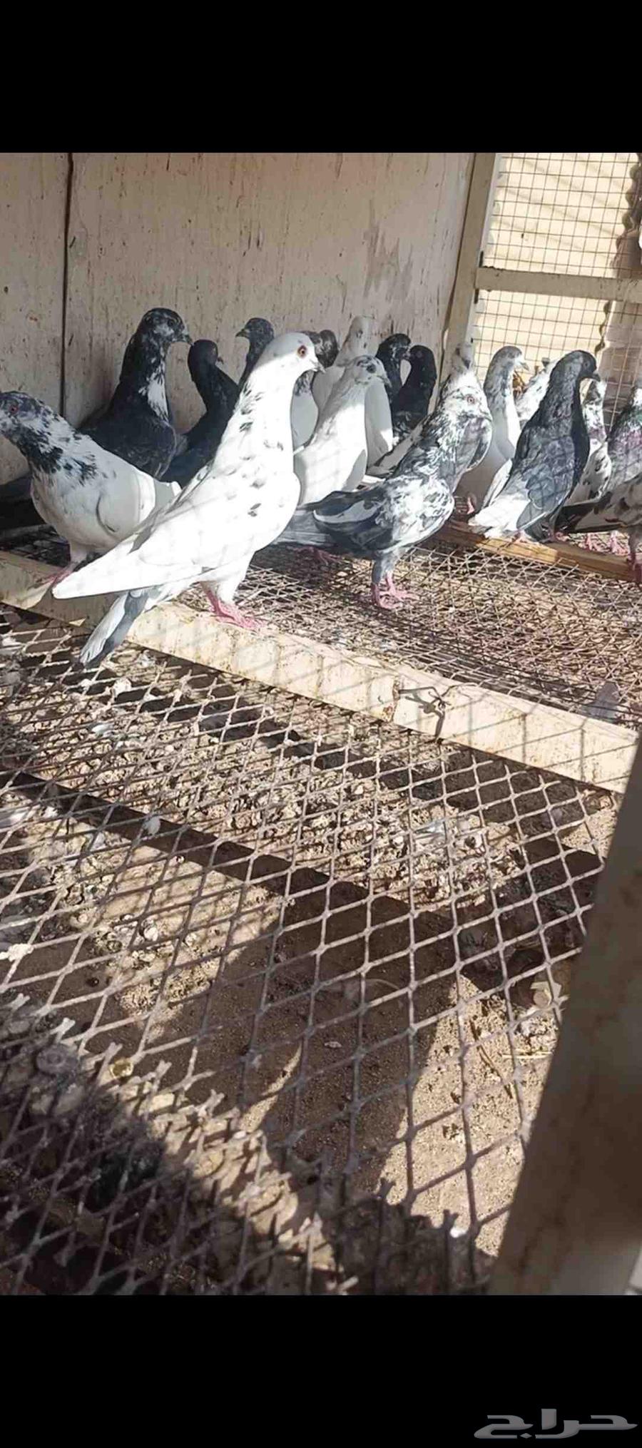 للبيع حمام باكستاني مستويات طيب64555291618049110