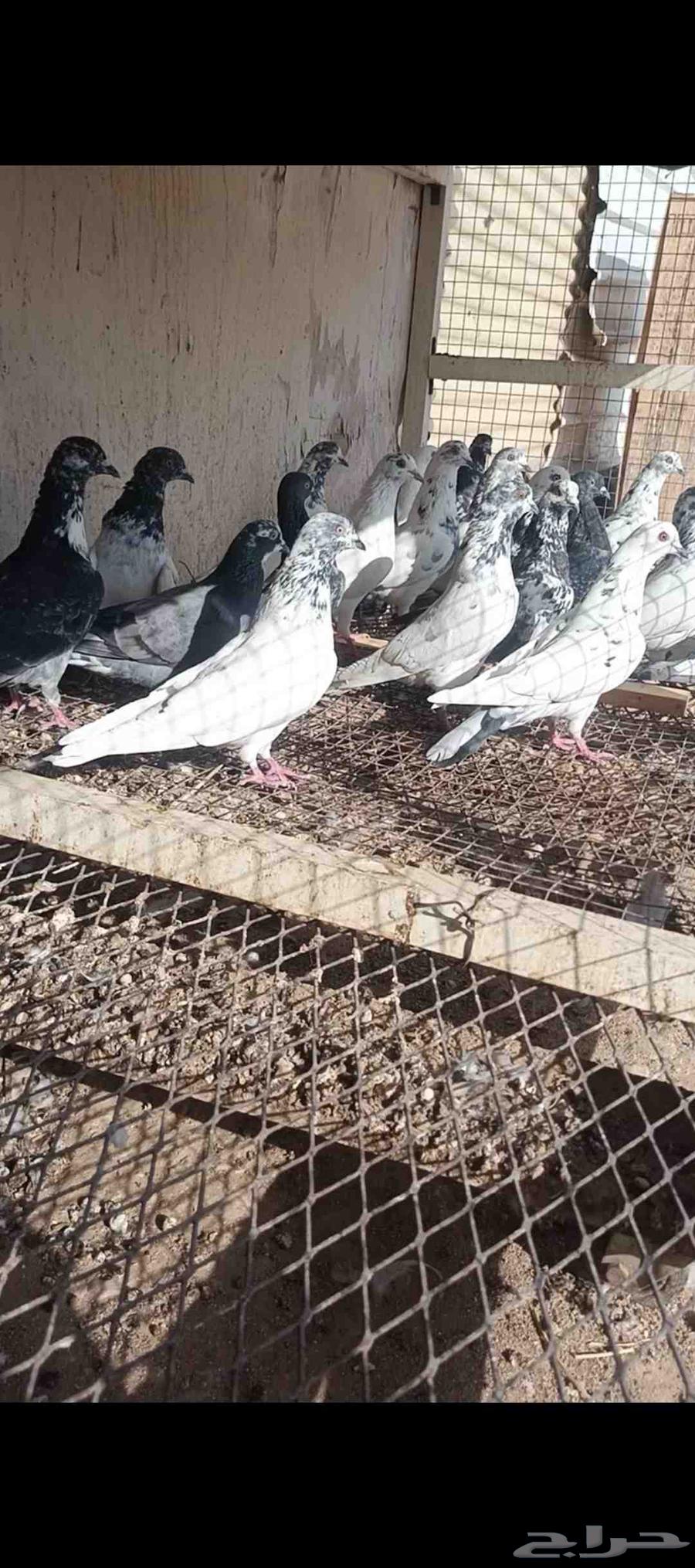 للبيع حمام باكستاني مستويات طيب64555291618049113