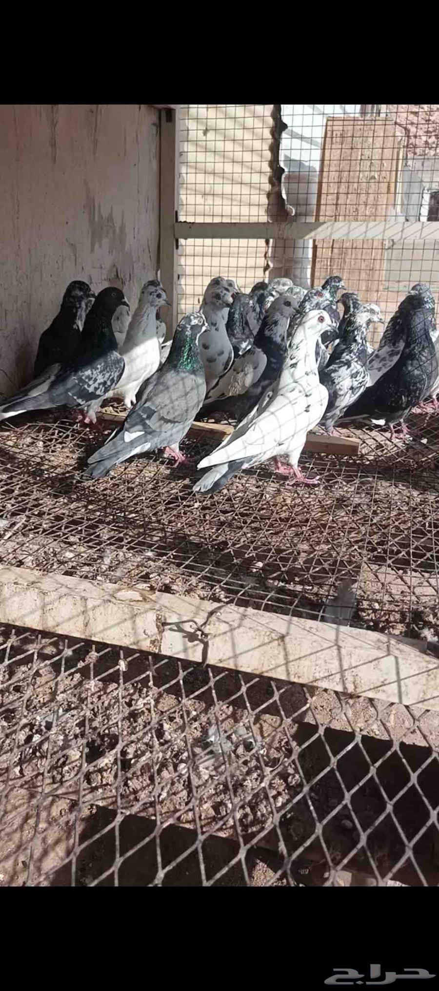 للبيع حمام باكستاني مستويات طيب64555291618049114