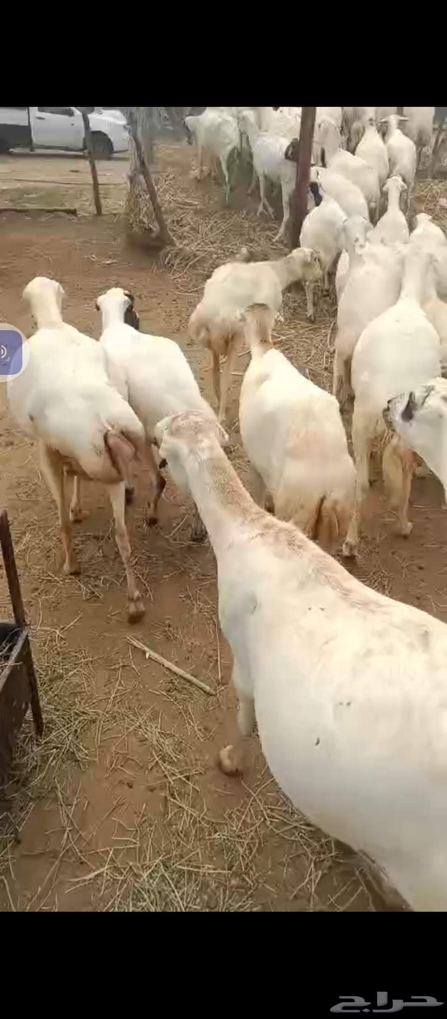 Hello, there are 50 healthy Rafidi sheep available for sale64561194056322112