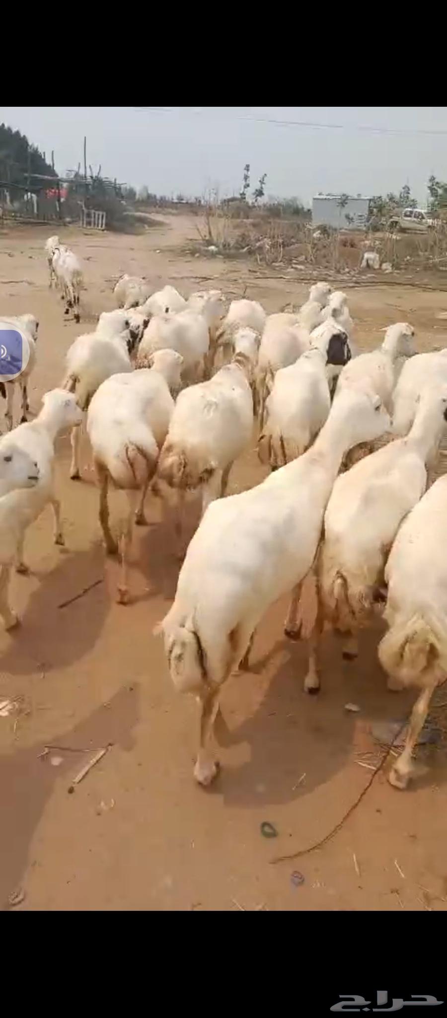 Hello, there are 50 healthy Rafidi sheep available for sale64561194056322110