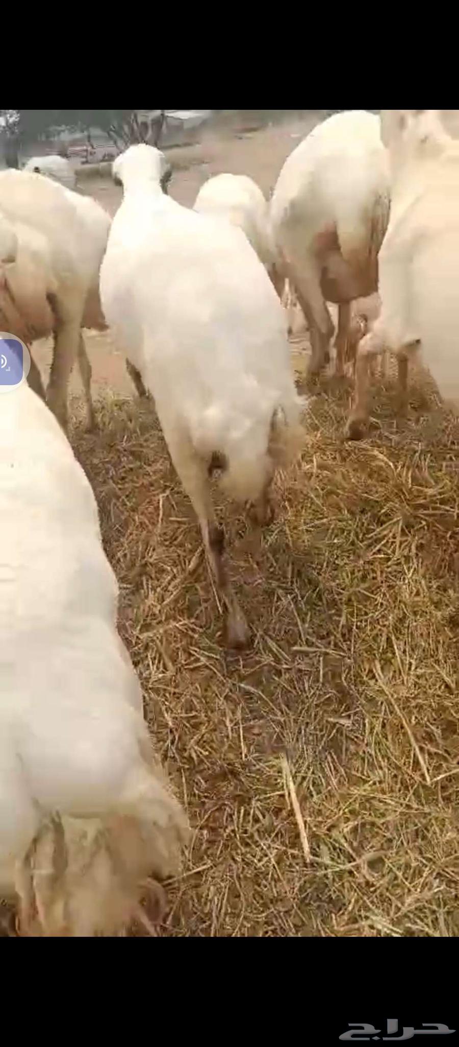 Hello, there are 50 healthy Rafidi sheep available for sale64561194056322111