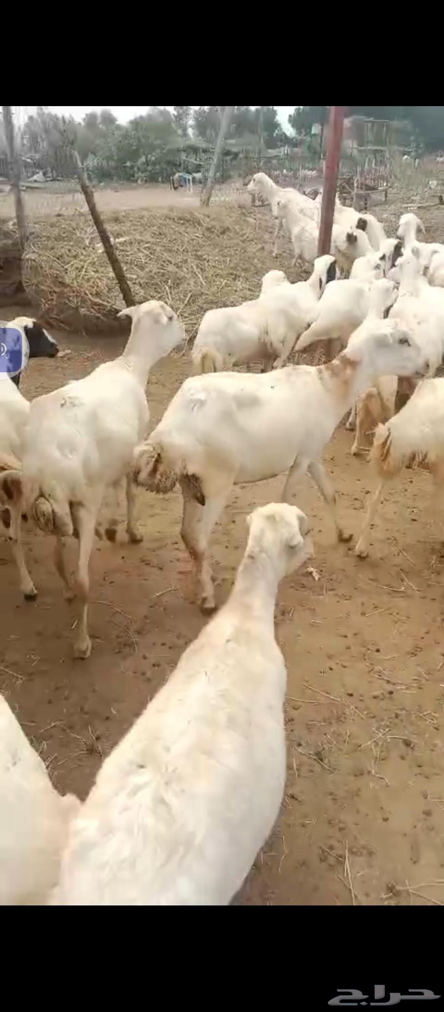 Hello, there are 50 healthy Rafidi sheep available for sale64561194056322113