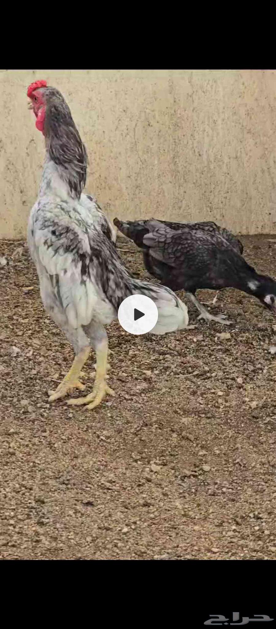 Kushamo's husband is the hero64555814785922110