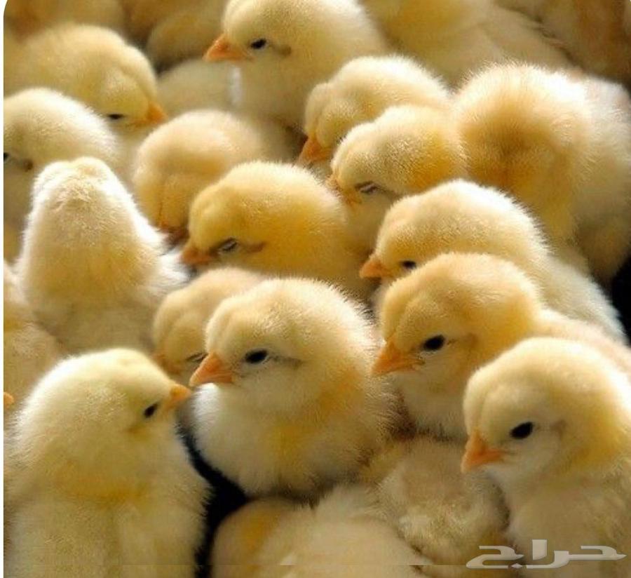 صوص لاحم روص 308 سوبر فرز اول جدود64554244955906110