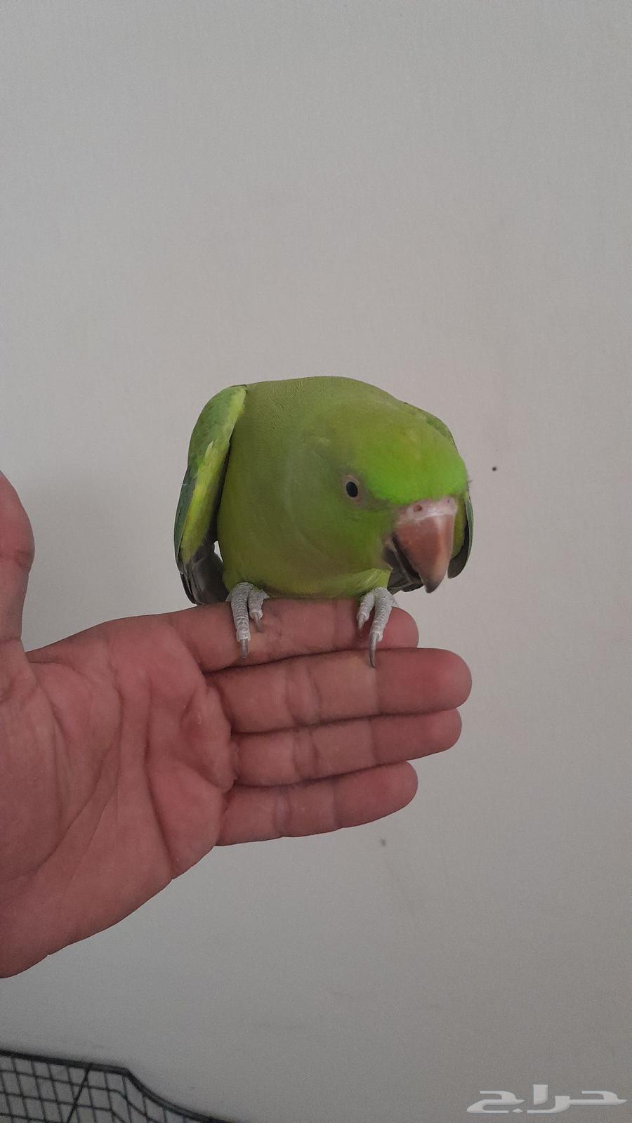 النوع . دره باكستاني64558335975170110