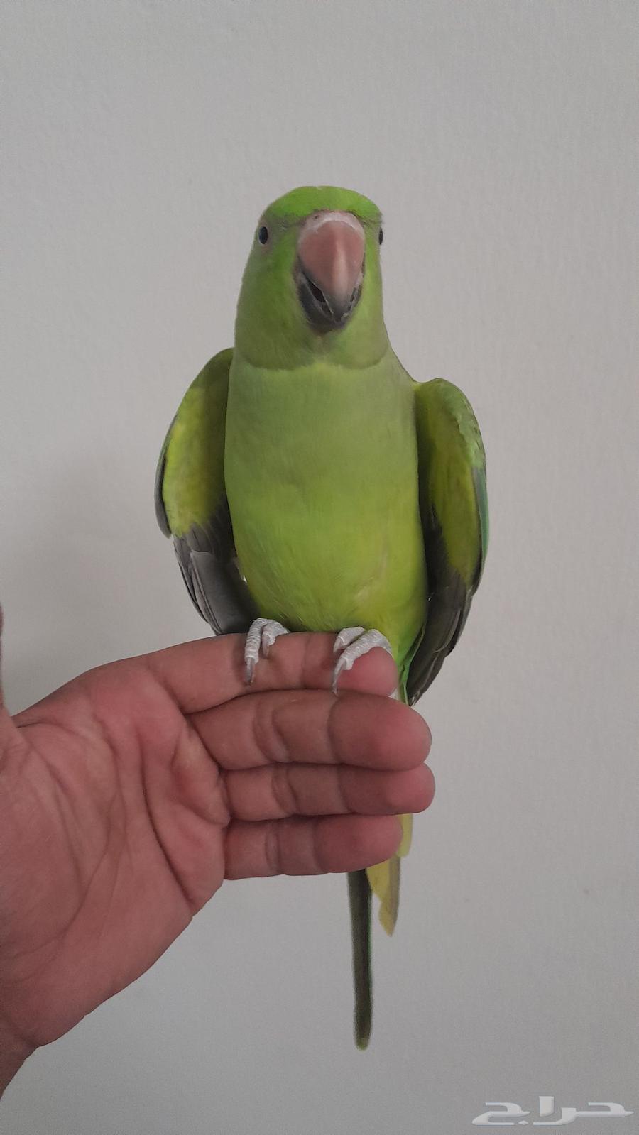 النوع . دره باكستاني64558335975170111