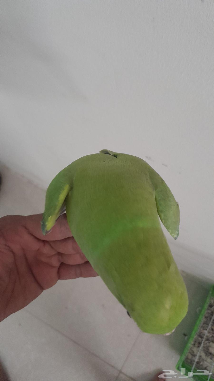 النوع . دره باكستاني64558335975170112