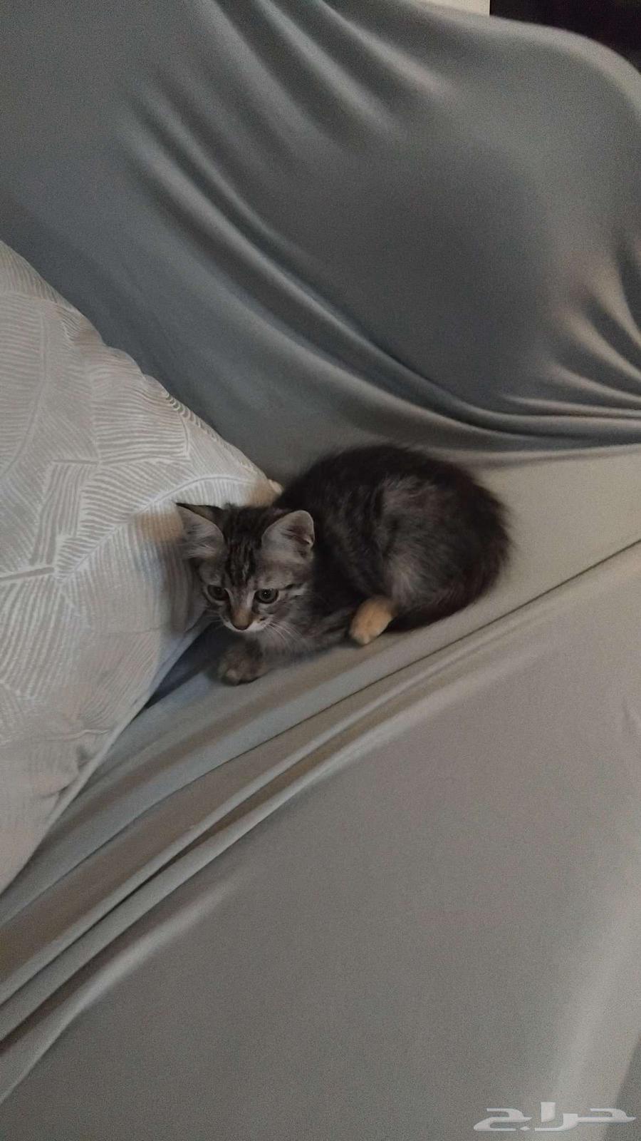 قطوه للبيع64560642384385114