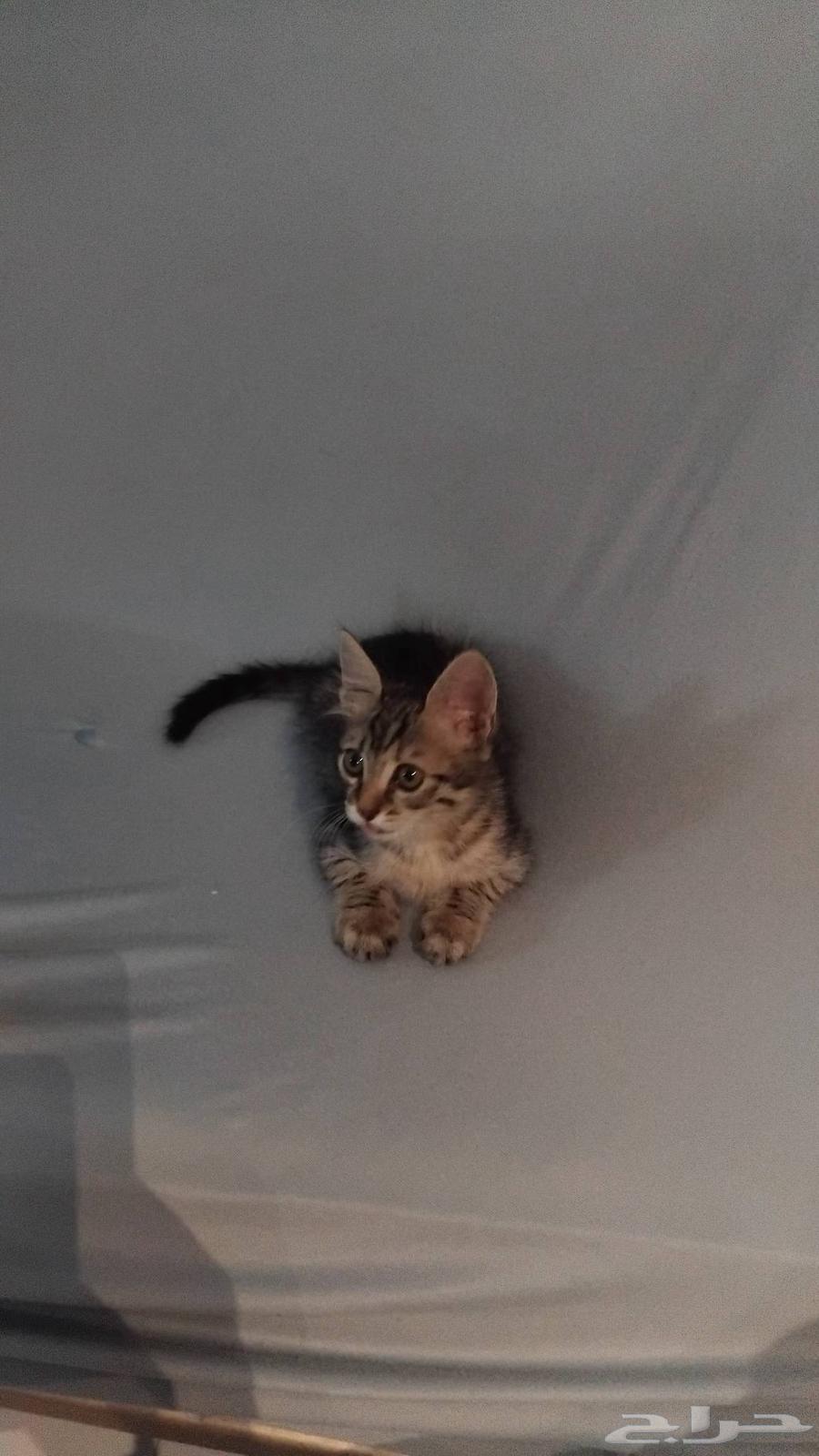 قطوه للبيع64560642384385111