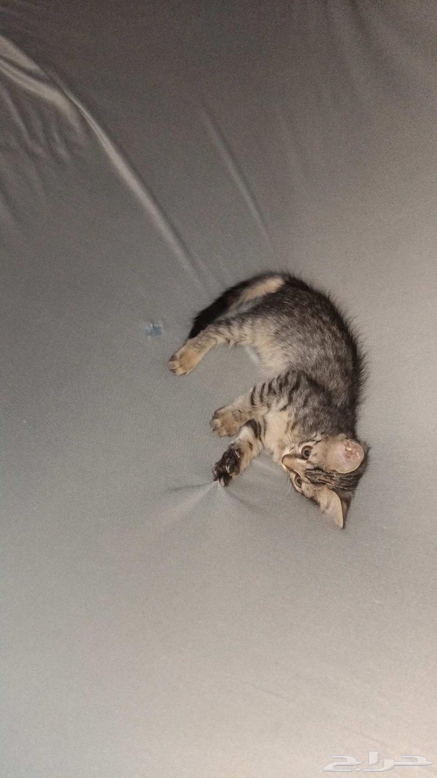 قطوه للبيع64560642384385112