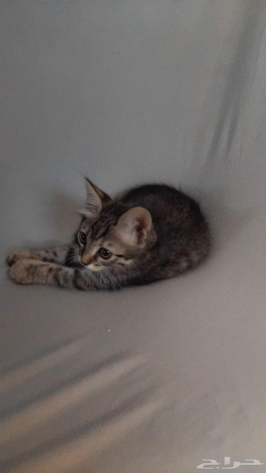 قطوه للبيع64560642384385110