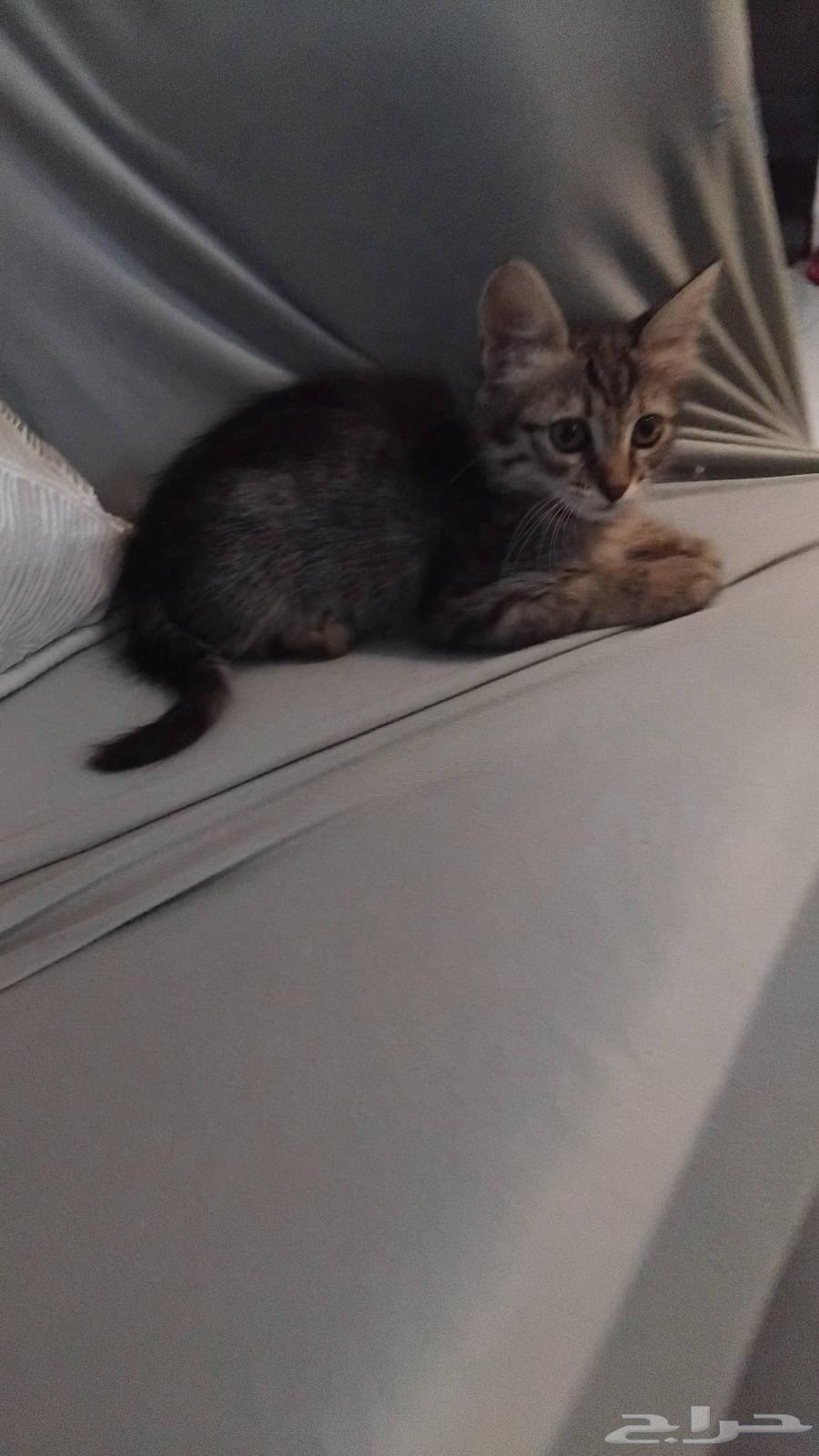 قطوه للبيع64560642384385113