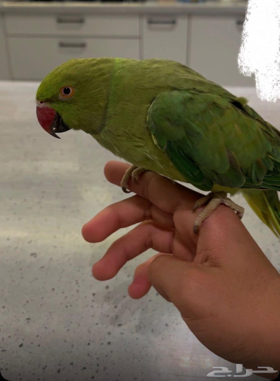 للبيع أنثى نص ولافه تتكلم حبيبي عبود حدي650شامل ملحقات قفص.64557340807041110