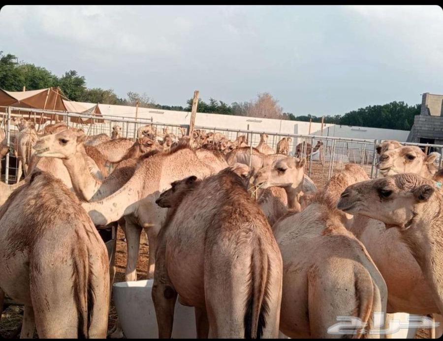 قعدان صومالي مفاريد تبارك الله64557962454273114