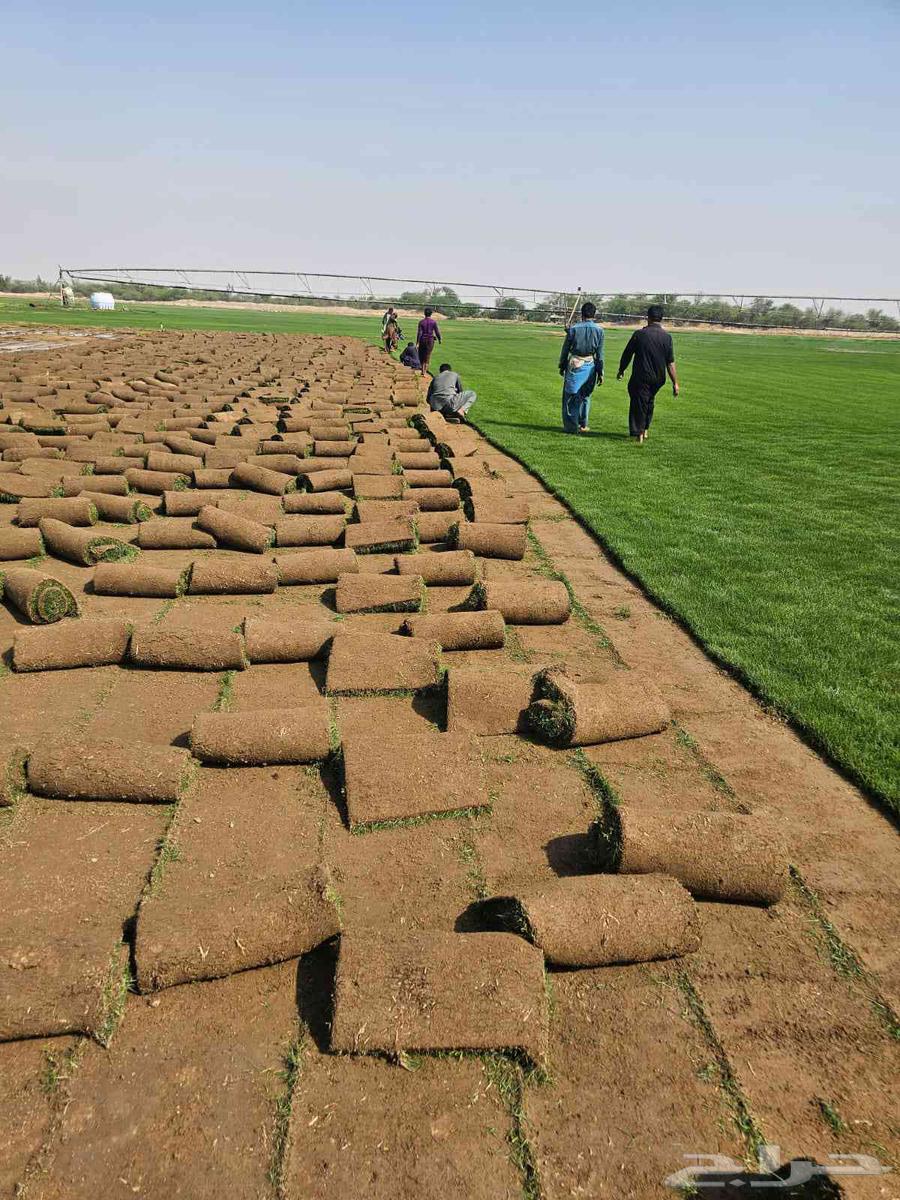 لبيع نجيله طبيعيه خضراء64555687250690114