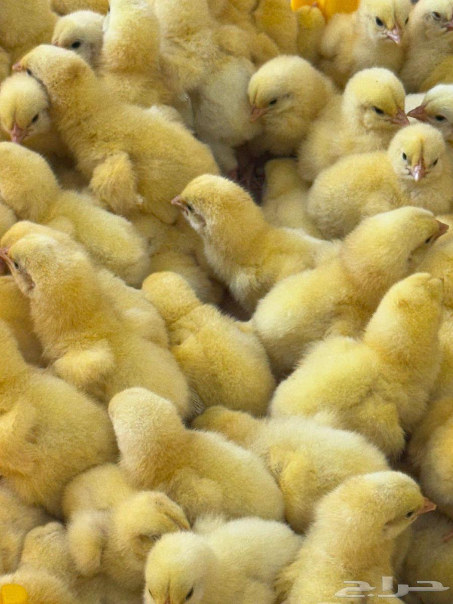 صوص لاحم روص 308 سوبر فرز اول جدود64554244955906111